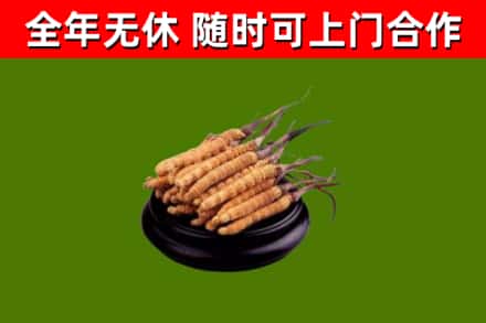 邵阳市回收散虫草