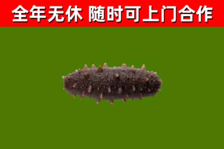邵阳市回收海参干